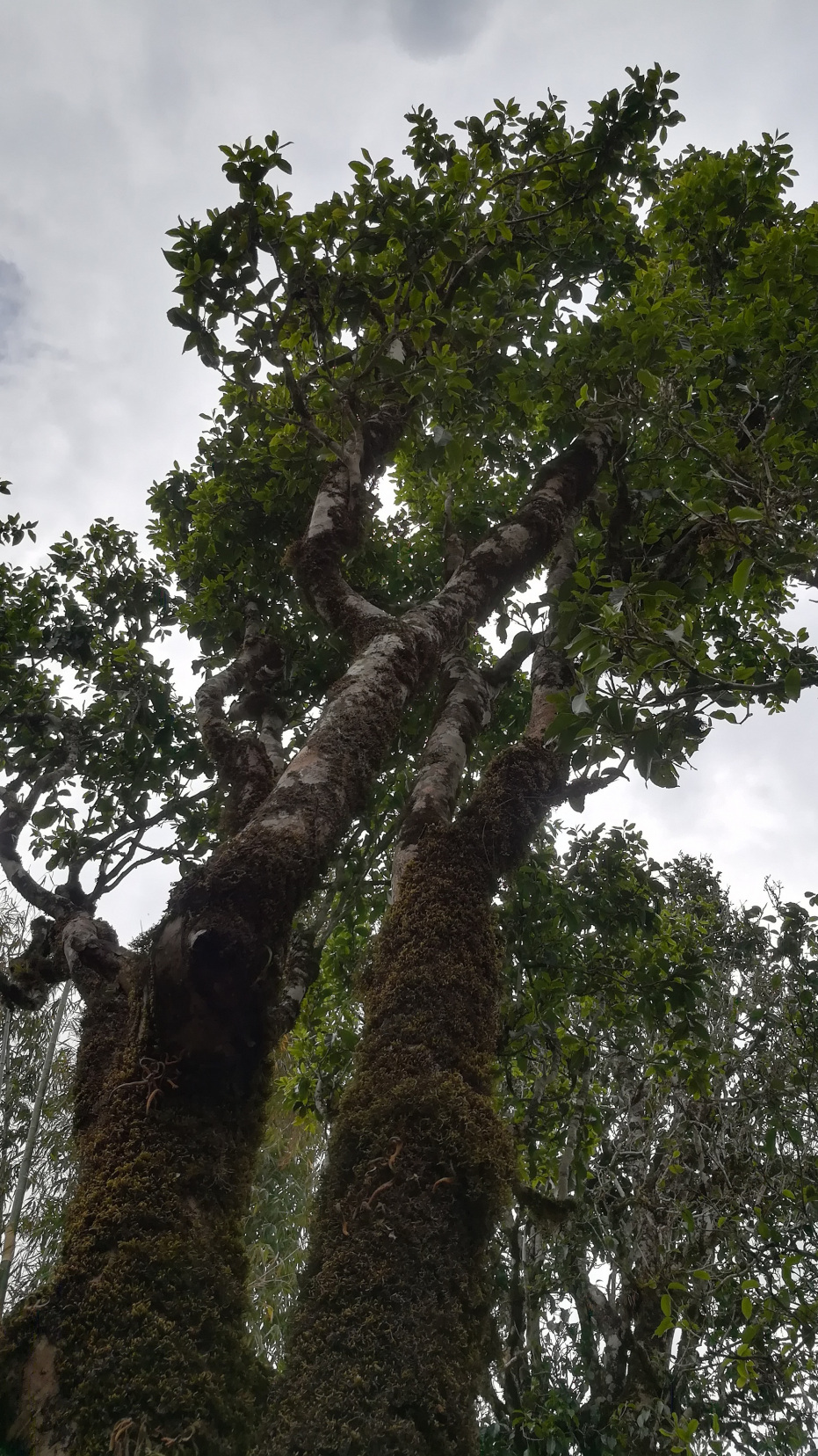 凤庆野生古茶树欣赏